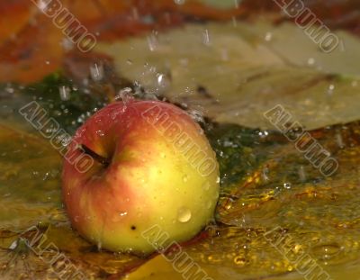 Drops fall on apple and leaves in water