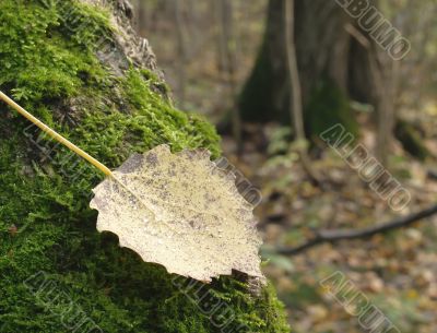 Leaf on a mossy tree