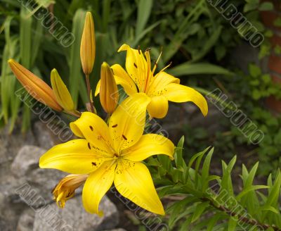 lily