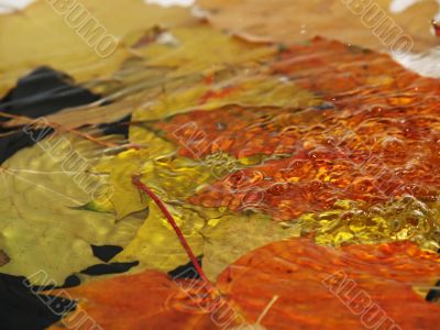 Drops fall on leaves in water