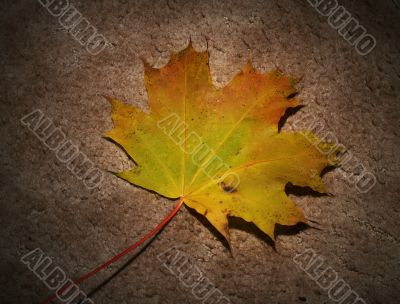 Autumn leaf on textured background