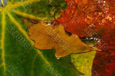 Drops fall on leaves in water