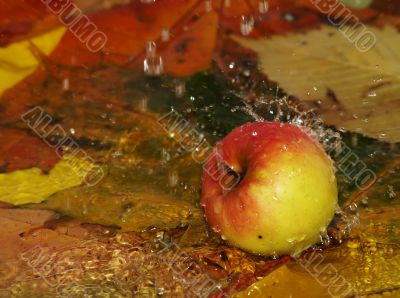 Drops fall on apple and leaves in water