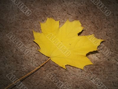 Autumn leaf on textured background