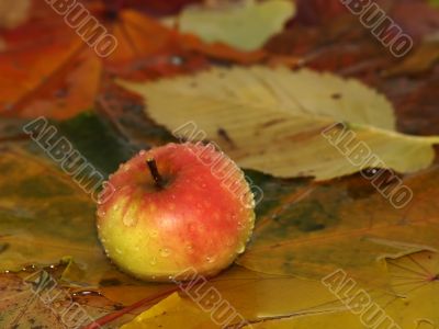 Drops fall on apple and leaves in water