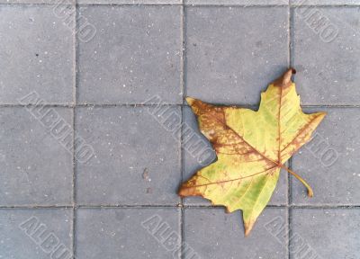 Yellow leaf on  paving
