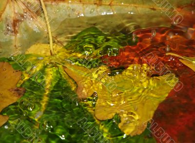 Drops fall on leaves in water