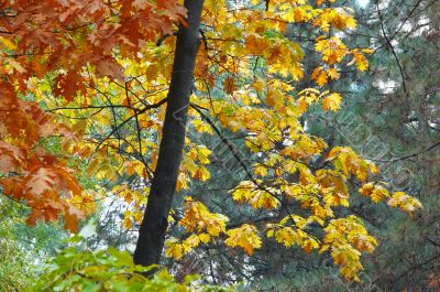 multicolored autumn