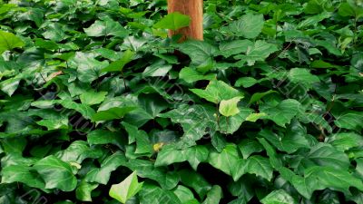green leafs background