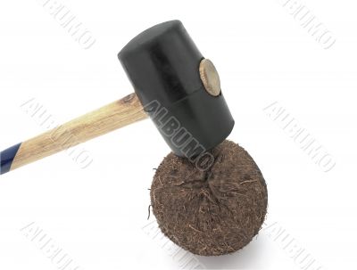 Strong nut.