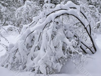 Winter dream.