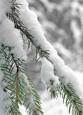 Prickly and cold.
