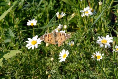 butterfly on the heather
