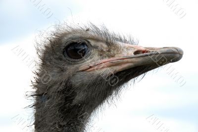 ostrich