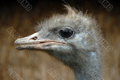 Ostrich