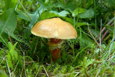 slippery jack