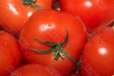 red tomatoes