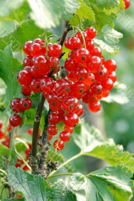 red currant