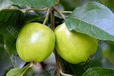 apples