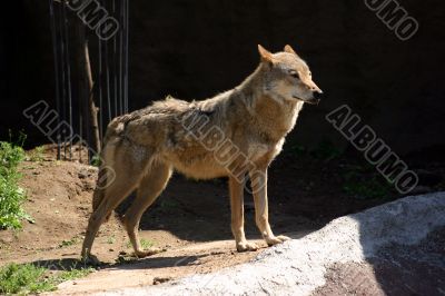 The wolf