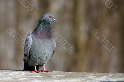 Pigeon