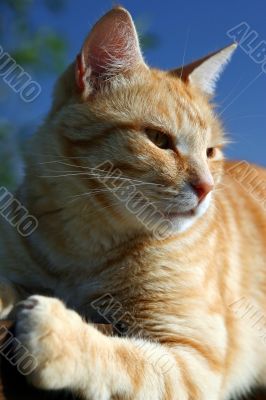 Red cat