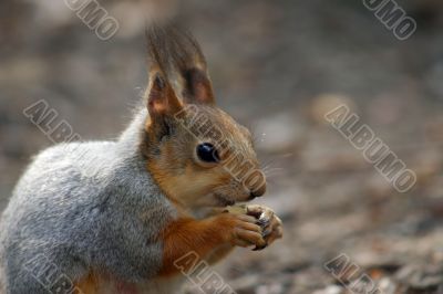 Squirrel