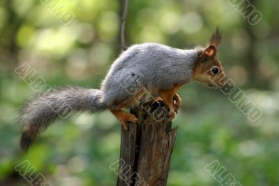 Squirrel