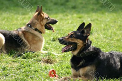German sheep-dogs