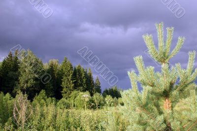 Forest