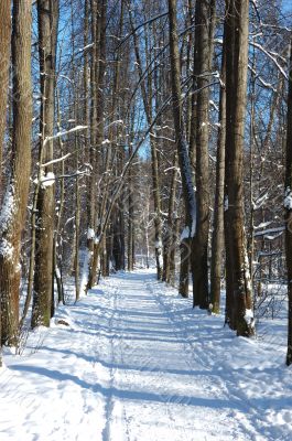 Solitary winter path in park