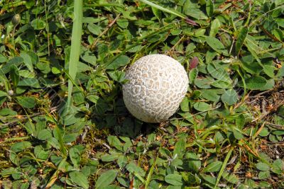 puffball