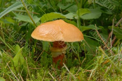 slippery jack