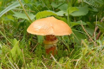 slippery jack