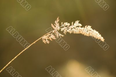 Sparkling morning light