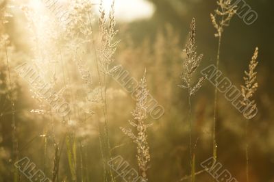 Sparkling morning light