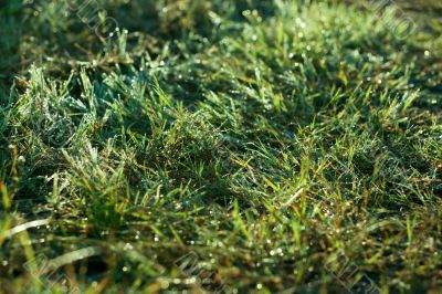 Fresh green grass