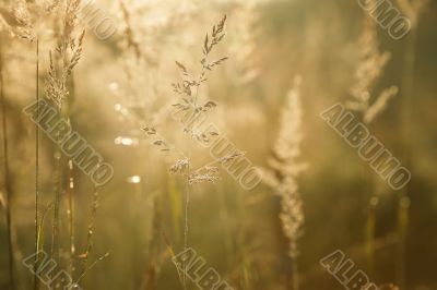 Sparkling morning light
