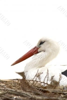 stork in nest over white