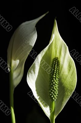 Arum Lilies