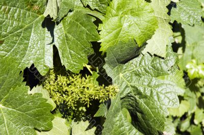 Green leaves