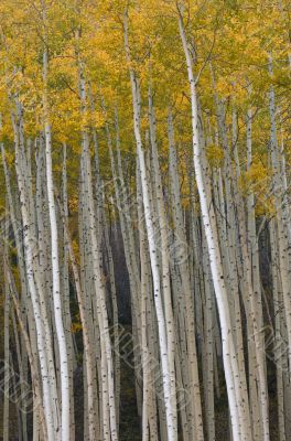Autumn Aspens