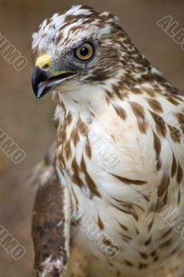 Broad-winged Hawk Portrait