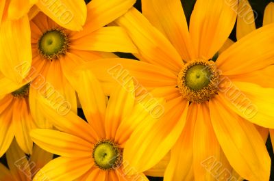 Green-eyed Susans