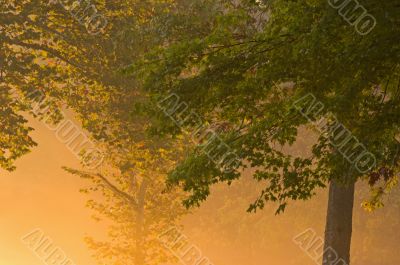 Trees in Golden Fog