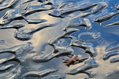 Oak Leaf on Lake Ice