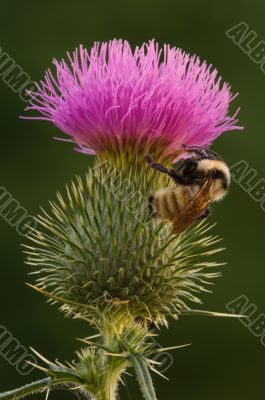 Bee on Bull Thistle