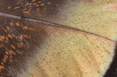 Detail Wild Turkey Feather