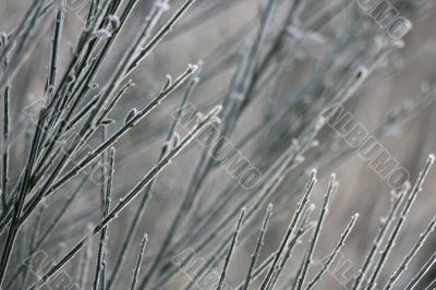 Frozen branches