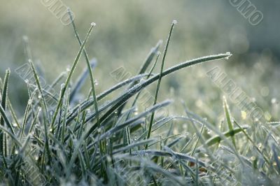 Frozen grass